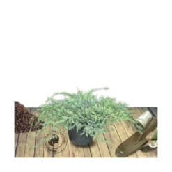 Genévrier écailleux Squamata Blue Carpet/pot De 5l - 40/60 Cm -Jardin Harmonie Soldes Boutique 63f4d607777f15.29170159