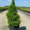 Épinette Blanche Glauca Conica/pot De 5l - 40/60 Cm 1 Épinette Blanche Glauca Conica/pot De 5l - 40/60 Cm -Jardin Harmonie Soldes Boutique 63f4d608bef881.58920527