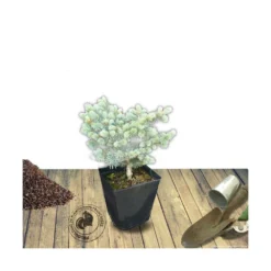Épicéa Bleu Pungens Glauca Globosa/pot De 5l - 40/60 Cm -Jardin Harmonie Soldes Boutique 63f4d611e7aa18.77361254