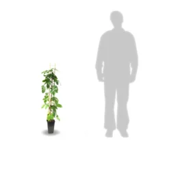 Vigne Vierge Quinquefolia Red Wall® 'troki'/pot De 3l - Echelle Bambou 60/120 Cm -Jardin Harmonie Soldes Boutique 63f4d6611db854.28484356