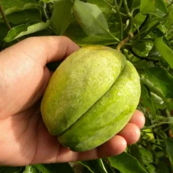 Arauja Sericofera Rosea/pot De 3l - Echelle Bambou 60/120 Cm -Jardin Harmonie Soldes Boutique 63f4d75099f939.06378437