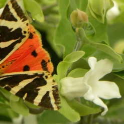 Arauja Sericofera Alba/pot De 1,5l - 20/50 Cm -Jardin Harmonie Soldes Boutique 63f4d751d73372.03628653