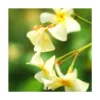 Jasmin étoilé Jasminoïdes Star Of Toscane® 'selbra'/godet - 5/20 Cm -Jardin Harmonie Soldes Boutique 63f4d7c8b1abb6.06943555