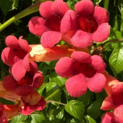 Bignone X Tagliabuana Grenadine 'rutcam'/pot De 1,5l - Tuteur Bambou 30/60 Cm -Jardin Harmonie Soldes Boutique 63f4d7d0a45c82.39022646