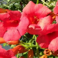 Bignone X Tagliabuana Grenadine 'rutcam'/pot De 1,5l - Tuteur Bambou 30/60 Cm -Jardin Harmonie Soldes Boutique 63f4d7d0abe4a8.43578587