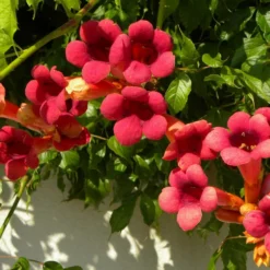 Bignone X Tagliabuana Grenadine 'rutcam'/pot De 1,5l - Tuteur Bambou 30/60 Cm -Jardin Harmonie Soldes Boutique 63f4d7d0af6e21.29686340