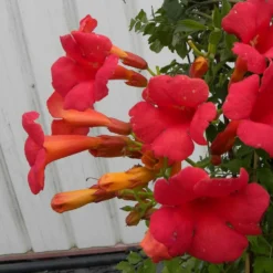 Bignone X Tagliabuana Grenadine 'rutcam'/pot De 1,5l - Tuteur Bambou 30/60 Cm -Jardin Harmonie Soldes Boutique 63f4d7d0b66d96.15094678