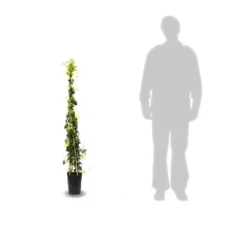 Bignone Capreolata Tangerine Beauty/pot De 1,5l - Tuteur Bambou 30/60 Cm -Jardin Harmonie Soldes Boutique 63f4d7d68f4224.31305278