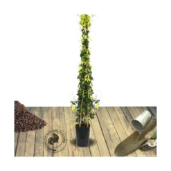 Bignone Capreolata Tangerine Beauty/pot De 1,5l - Tuteur Bambou 30/60 Cm -Jardin Harmonie Soldes Boutique 63f4d7d6984797.98316829