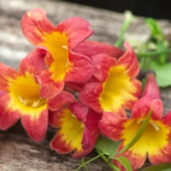 Bignone Capreolata Tangerine Beauty/pot De 1,5l - Tuteur Bambou 30/60 Cm -Jardin Harmonie Soldes Boutique 63f4d7d69c15f6.24164965