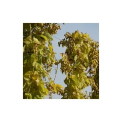 Houblon Doré Aureus/pot De 1,5l - 10/20 Cm -Jardin Harmonie Soldes Boutique 63f4d7d92661e6.52248859