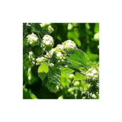 Houblon Doré Aureus/pot De 1,5l - 10/20 Cm -Jardin Harmonie Soldes Boutique 63f4d7d9321459.56238325