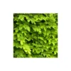 Houblon Doré Aureus/pot De 1,5l - 10/20 Cm -Jardin Harmonie Soldes Boutique 63f4d7d935d343.34205807