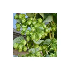 Houblon Doré Aureus/pot De 1,5l - 10/20 Cm -Jardin Harmonie Soldes Boutique 63f4d7d93d73e1.38988040