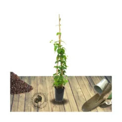 Chèvrefeuille Similis Var. Delavayi/pot De 10l - 400/500 Cm Sur Ficelle -Jardin Harmonie Soldes Boutique 63f4d7dabfe374.03682719