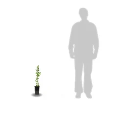 Chèvrefeuille Similis Var. Delavayi/pot De 10l - 400/500 Cm Sur Ficelle -Jardin Harmonie Soldes Boutique 63f4d7dac32f80.07168780