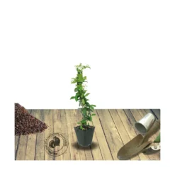 Jasmin étoilé Jasminoïdes Variegata/pot De 10l - 200/300 Cm Sur Ficelle -Jardin Harmonie Soldes Boutique 63f4d7e18c0510.84416031