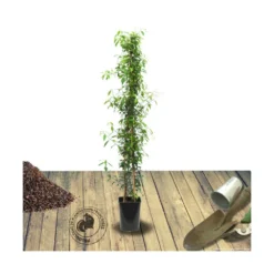 Jasmin étoilé Jasminoïdes Variegata/pot De 10l - 200/300 Cm Sur Ficelle -Jardin Harmonie Soldes Boutique 63f4d7e1931e03.49259872