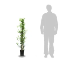 Jasmin étoilé Jasminoïdes Variegata/pot De 10l - 200/300 Cm Sur Ficelle -Jardin Harmonie Soldes Boutique 63f4d7e1994e84.74776720