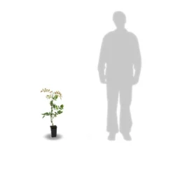 Glycine De Chine Sinensis/pot De 2l - 60 Cm -Jardin Harmonie Soldes Boutique 63f4d7e58ff340.86883666