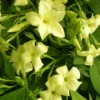 Jasmin Blanc Officinalis Clotted Cream® 'devon Cream'/pot De 1,8l -Jardin Harmonie Soldes Boutique 63f4d7f4e5cbe2.86966659