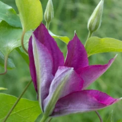 Clématite Picardy™ 'evipo024'/pot De 1,5l - Tuteur Bambou 30/60 Cm -Jardin Harmonie Soldes Boutique 63f4d7f9217e01.06139563