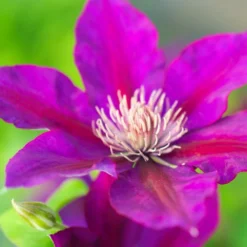 Clématite Picardy™ 'evipo024'/pot De 1,5l - Tuteur Bambou 30/60 Cm -Jardin Harmonie Soldes Boutique 63f4d7f92b77d3.70090081