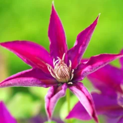 Clématite Picardy™ 'evipo024'/pot De 1,5l - Tuteur Bambou 30/60 Cm -Jardin Harmonie Soldes Boutique 63f4d7f92e8e69.76055906