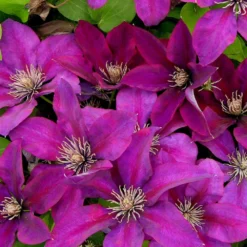 Clématite Picardy™ 'evipo024'/pot De 1,5l - Tuteur Bambou 30/60 Cm -Jardin Harmonie Soldes Boutique 63f4d7f9319c40.46305442