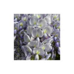 Glycine De Chine Sinensis/pot De 10l - 400/500 Cm Sur Ficelle -Jardin Harmonie Soldes Boutique 63f4d7ff3694a1.83214454