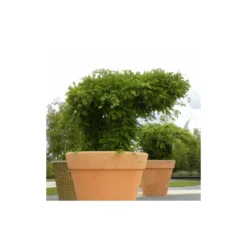 Glycine De Chine Sinensis/pot De 10l - 400/500 Cm Sur Ficelle -Jardin Harmonie Soldes Boutique 63f4d7ff44d7a8.85644772