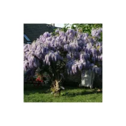 Glycine De Chine Sinensis/pot De 10l - 400/500 Cm Sur Ficelle -Jardin Harmonie Soldes Boutique 63f4d7ff6ae844.08031931