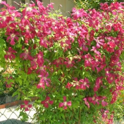 Clématite Viticella Mme Julia Correvon/pot De 13,6l - 150/200 -Jardin Harmonie Soldes Boutique 63f4d814dd7407.42953702