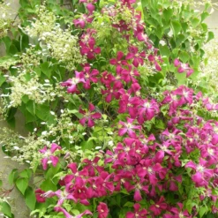 Clématite Viticella Mme Julia Correvon/pot De 13,6l - 150/200 -Jardin Harmonie Soldes Boutique 63f4d814e49f27.22983527