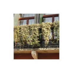 Lierre Des Bois Helix Elegantissima/godet - 5/20 Cm -Jardin Harmonie Soldes Boutique 63f4d81c4a1705.09285112