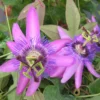 Passiflore X Violacea/godet - 5/20 Cm -Jardin Harmonie Soldes Boutique 63f4d823cf1645.57836144