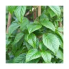 Hortensia Grimpant Anomala Var. Petiolaris Crug Corale/pot De 1,5l - Tuteur Bambou 30/60 Cm -Jardin Harmonie Soldes Boutique 63f4d82fbfcaf2.50216161
