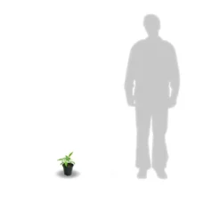 Clématite Montana Rosebud® Robud/pot De 1,8l -Jardin Harmonie Soldes Boutique 63f4d830bc8146.61843105