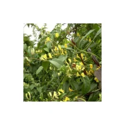 Chèvrefeuille Henryi Copper Beauty®/godet - 5/20 Cm -Jardin Harmonie Soldes Boutique 63f4d83d000c12.20617881