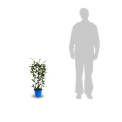 Passiflore Caerulea/pot De 10l - 300/400 Cm Sur Ficelle -Jardin Harmonie Soldes Boutique 63f4d8428ee9c3.04767202