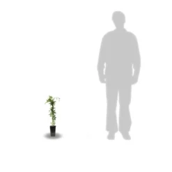 Passiflore Caerulea/pot De 10l - 300/400 Cm Sur Ficelle -Jardin Harmonie Soldes Boutique 63f4d8429225e8.87129398