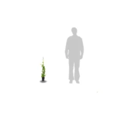 Chèvrefeuille Henryi/pot De 3l - Echelle Bambou 60/120 Cm -Jardin Harmonie Soldes Boutique 63f4ebfe87d355.47176524