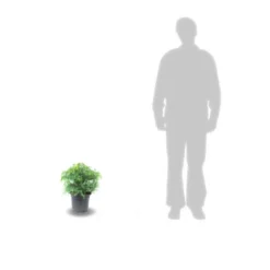 Cèdre Du Japon Japonica Elegans Viridis/pot De 3l - 20/40 Cm -Jardin Harmonie Soldes Boutique 63f4ef5c4d2c42.50957756