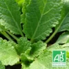 Sauge Verveine Bio/lot De 5 Godets -Jardin Harmonie Soldes Boutique 63f4ef63552020.92295159