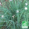 Ciboulette Bio/lot De 5 Godets -Jardin Harmonie Soldes Boutique 63f4ef72820f20.16731090