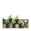 Achillée Tomenteuse Aurea/lot De 5 Godets -Jardin Harmonie Soldes Boutique 63f4ef73b0b5c7.36892179