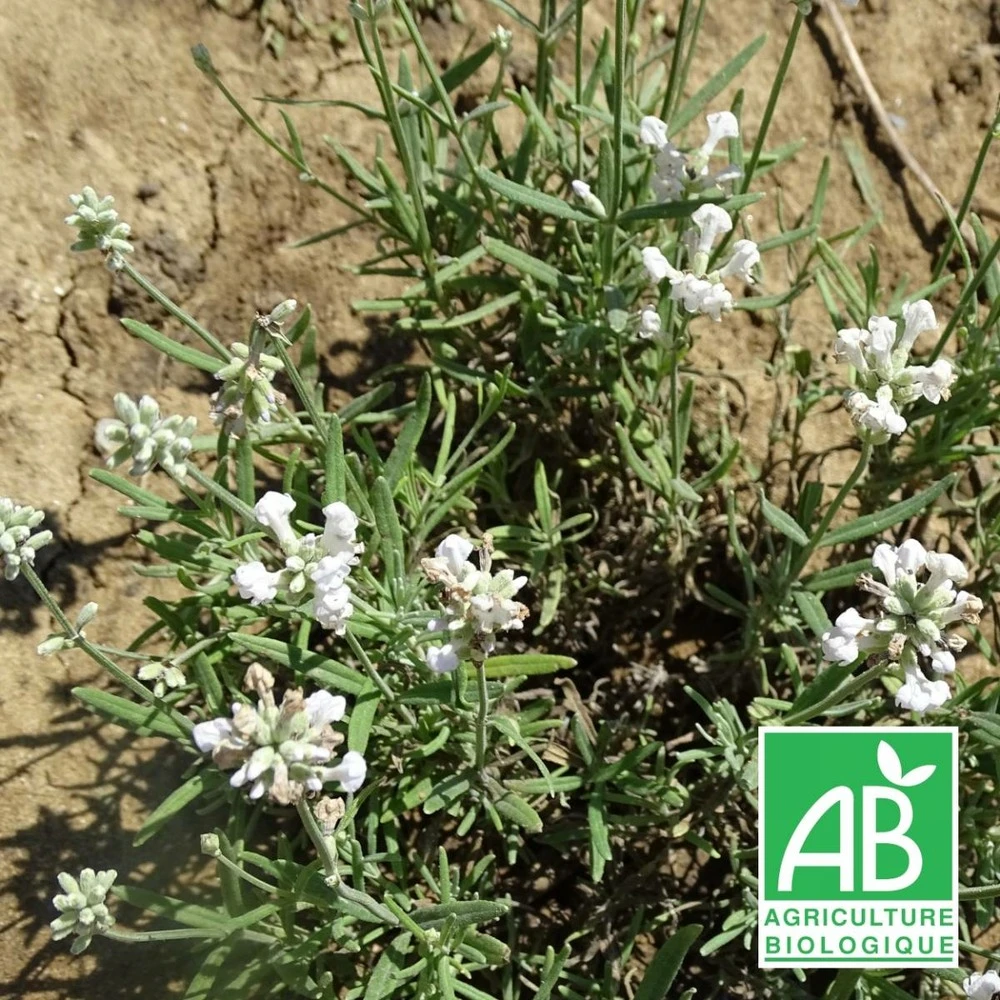 Lavande Angustifolia Alba Bio/lot De 5 Godets 3 Lavande Angustifolia Alba Bio/lot De 5 Godets