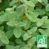 Menthe De Gattefossé Bio/lot De 5 Godets