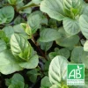 Menthe Russe Bio/lot De 5 Godets -Jardin Harmonie Soldes Boutique 63f4ef860f0a95.09138075