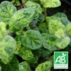 Menthe Calixte Bio/lot De 5 Godets -Jardin Harmonie Soldes Boutique 63f4ef8957f515.28179841